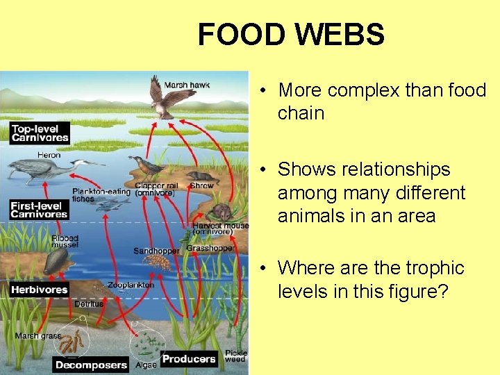 FOOD WEBS • More complex than food chain • Shows relationships among many different