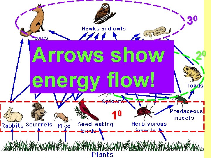30 Arrows show energy flow! 10 20 