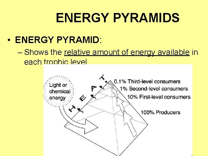 ENERGY PYRAMIDS • ENERGY PYRAMID: – Shows the relative amount of energy available in