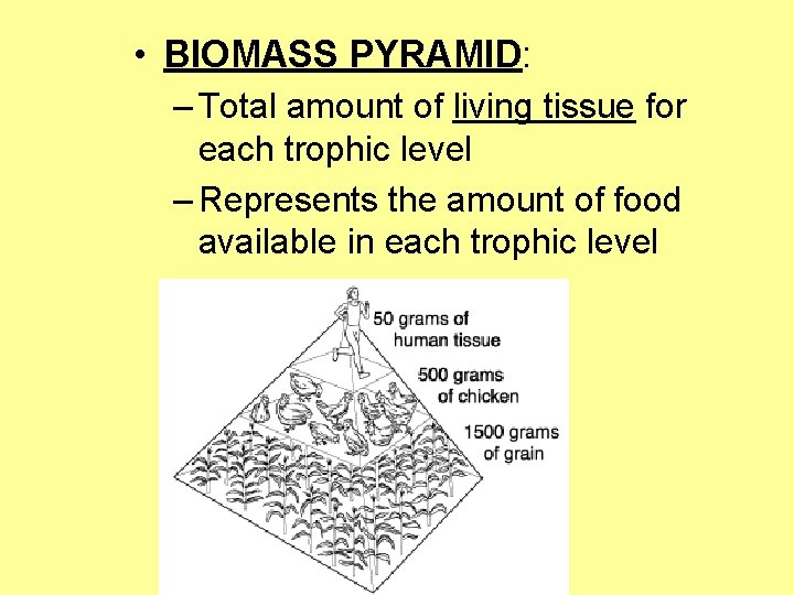  • BIOMASS PYRAMID: – Total amount of living tissue for each trophic level