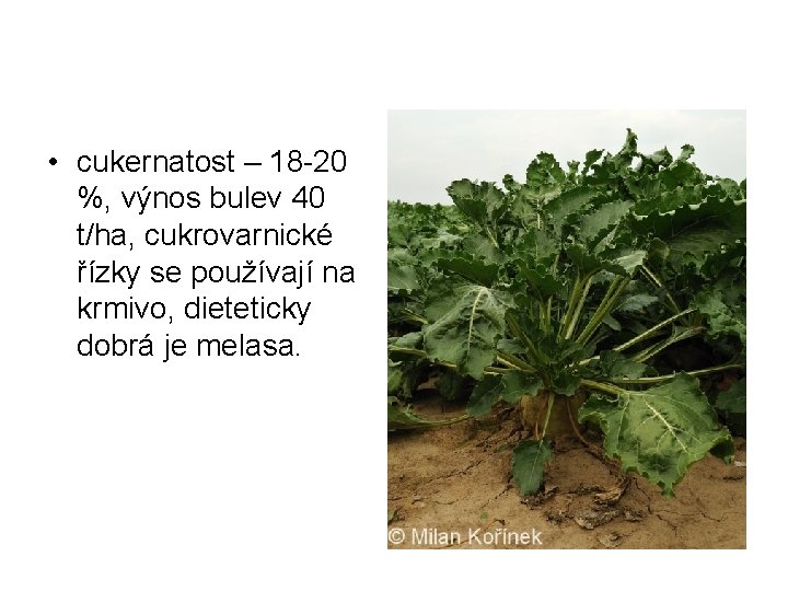  • cukernatost – 18 -20 %, výnos bulev 40 t/ha, cukrovarnické řízky se