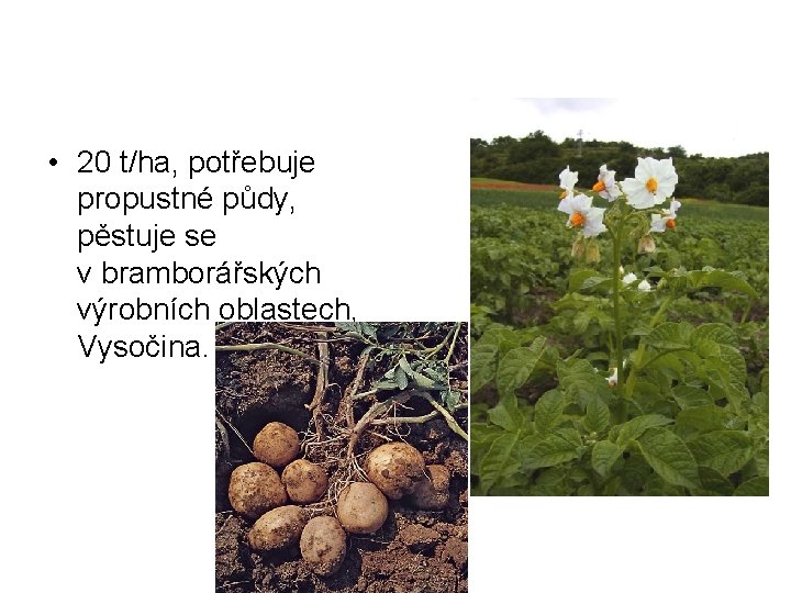  • 20 t/ha, potřebuje propustné půdy, pěstuje se v bramborářských výrobních oblastech, Vysočina.