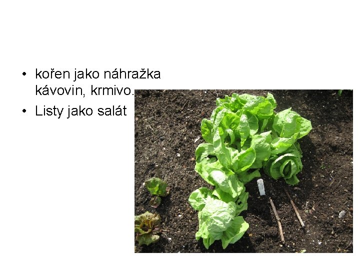  • kořen jako náhražka kávovin, krmivo. • Listy jako salát 