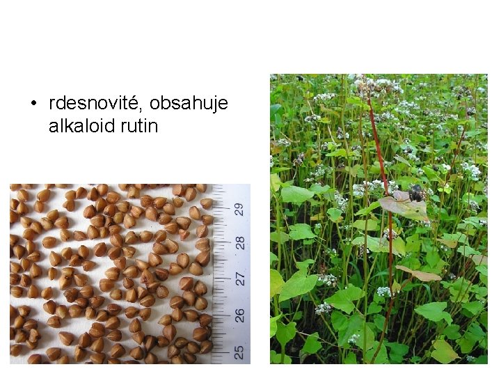  • rdesnovité, obsahuje alkaloid rutin 