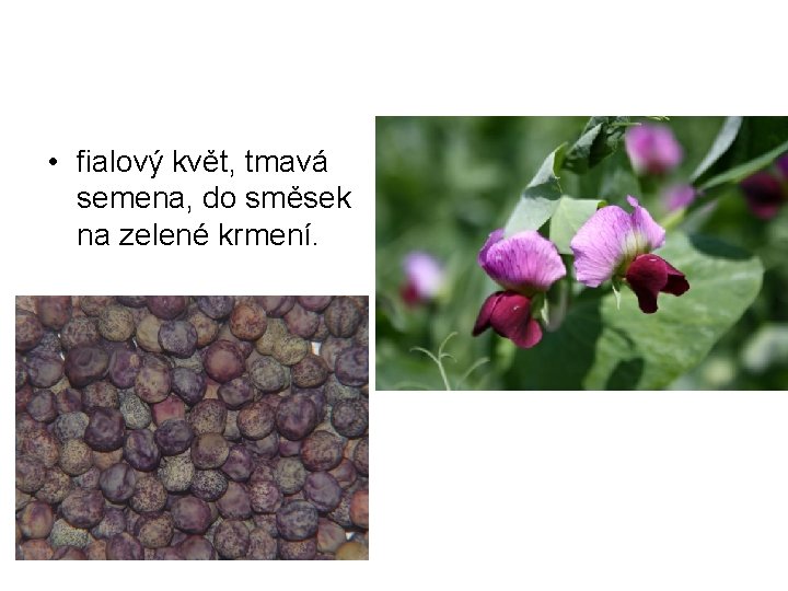  • fialový květ, tmavá semena, do směsek na zelené krmení. 