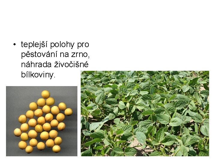  • teplejší polohy pro pěstování na zrno, náhrada živočišné bílkoviny. 