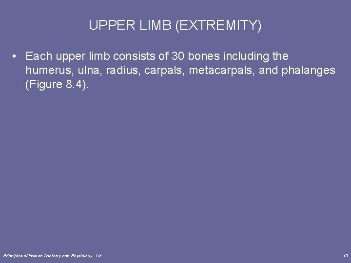 UPPER LIMB (EXTREMITY) • Each upper limb consists of 30 bones including the humerus,