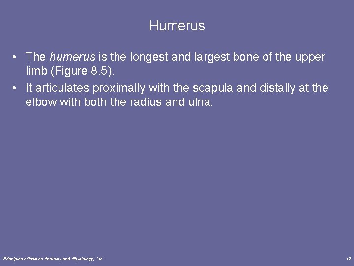Humerus • The humerus is the longest and largest bone of the upper limb