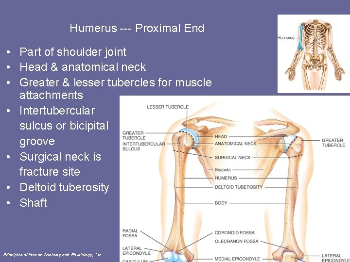 Humerus --- Proximal End • Part of shoulder joint • Head & anatomical neck