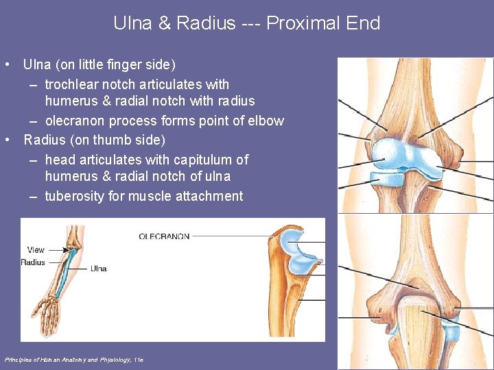 Ulna & Radius --- Proximal End • Ulna (on little finger side) – trochlear