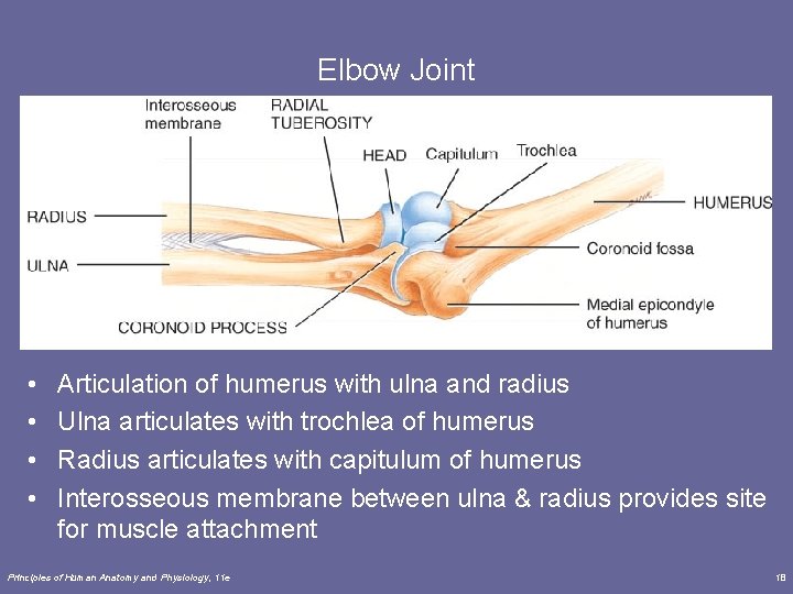 Elbow Joint • • Articulation of humerus with ulna and radius Ulna articulates with