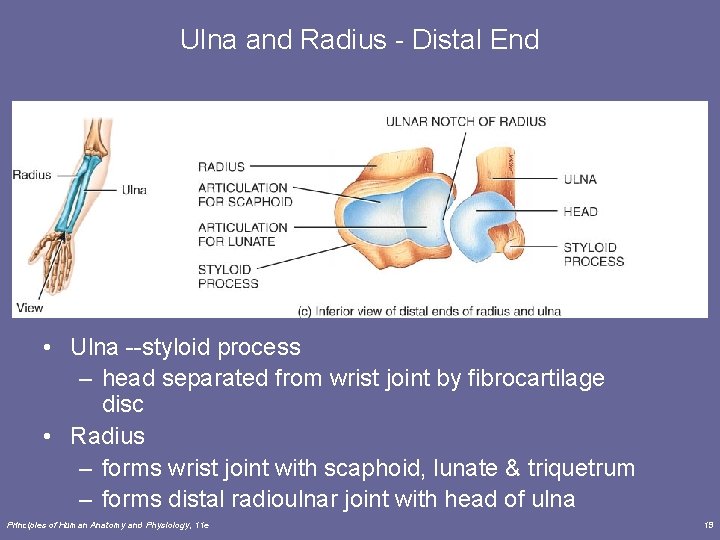 Ulna and Radius - Distal End • Ulna --styloid process – head separated from