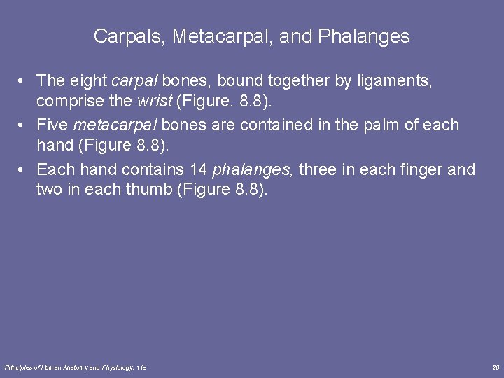 Carpals, Metacarpal, and Phalanges • The eight carpal bones, bound together by ligaments, comprise