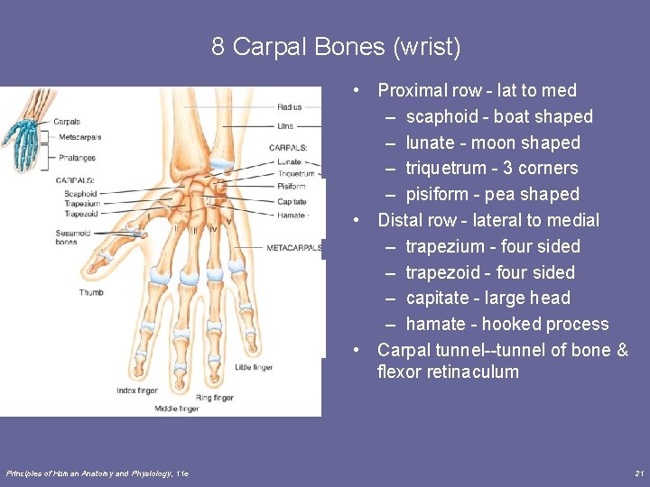 8 Carpal Bones (wrist) • Proximal row - lat to med – scaphoid -