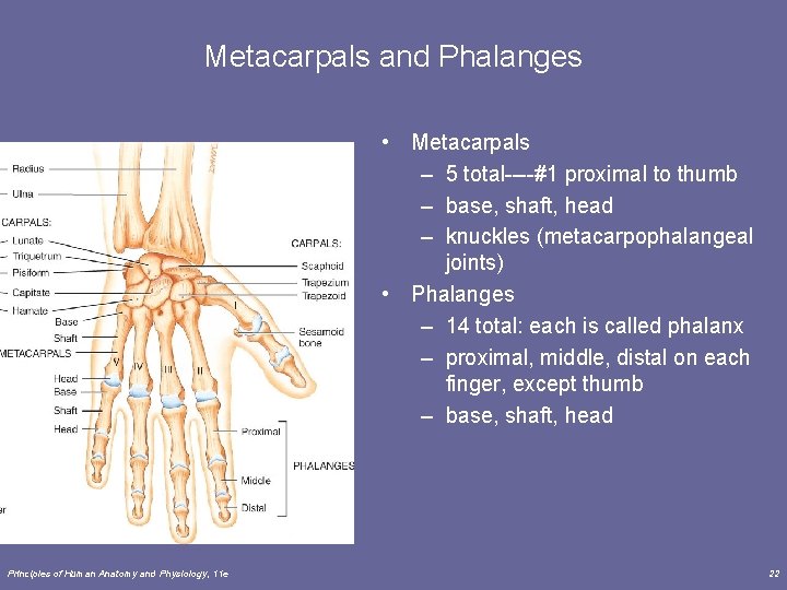 Metacarpals and Phalanges • Metacarpals – 5 total----#1 proximal to thumb – base, shaft,