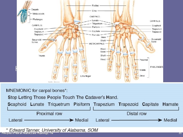 Hand Principles of Human Anatomy and Physiology, 11 e 23 