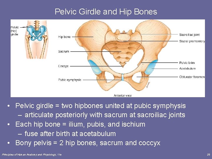 Pelvic Girdle and Hip Bones • Pelvic girdle = two hipbones united at pubic