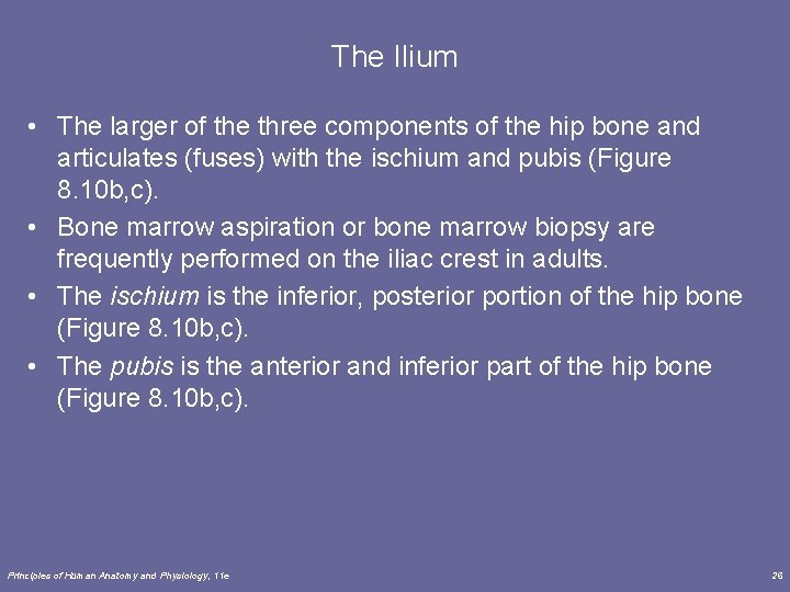 The Ilium • The larger of the three components of the hip bone and