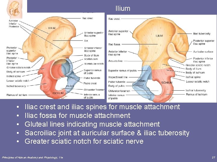 Ilium • • • Iliac crest and iliac spines for muscle attachment Iliac fossa