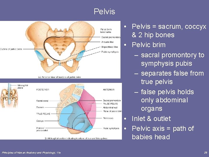 Pelvis • Pelvis = sacrum, coccyx & 2 hip bones • Pelvic brim –