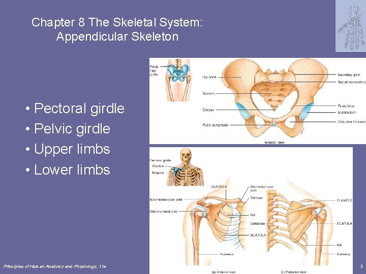 Chapter 8 The Skeletal System: Appendicular Skeleton • Pectoral girdle • Pelvic girdle •