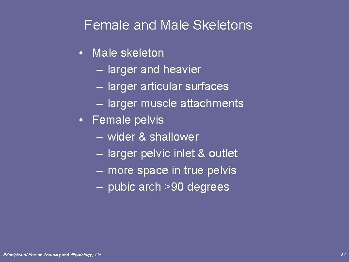 Female and Male Skeletons • Male skeleton – larger and heavier – larger articular