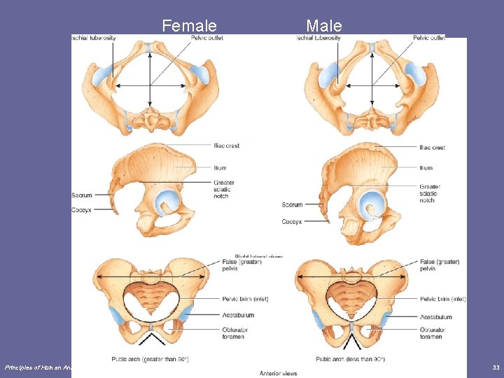 Female Principles of Human Anatomy and Physiology, 11 e Male 33 