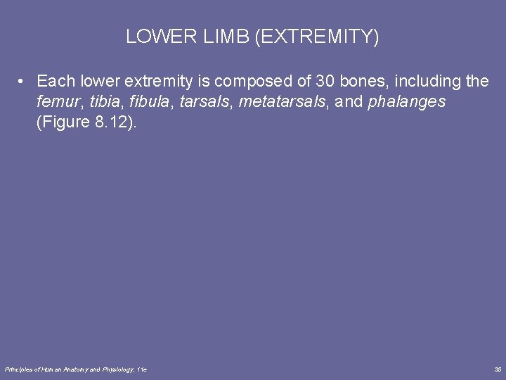 LOWER LIMB (EXTREMITY) • Each lower extremity is composed of 30 bones, including the