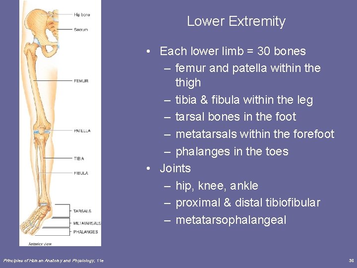 Lower Extremity • Each lower limb = 30 bones – femur and patella within