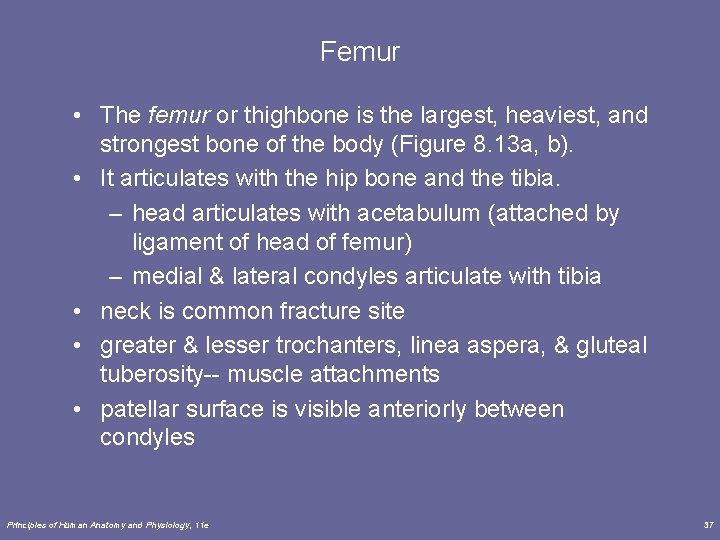Femur • The femur or thighbone is the largest, heaviest, and strongest bone of