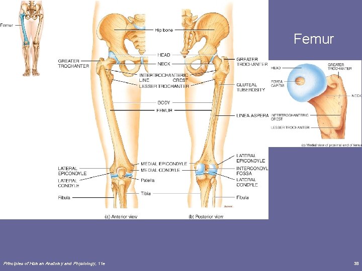 Femur Principles of Human Anatomy and Physiology, 11 e 38 