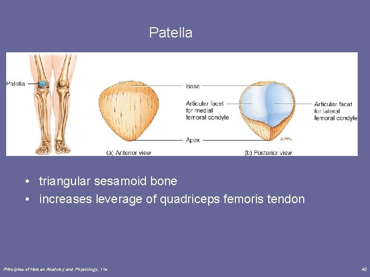 Patella • triangular sesamoid bone • increases leverage of quadriceps femoris tendon Principles of