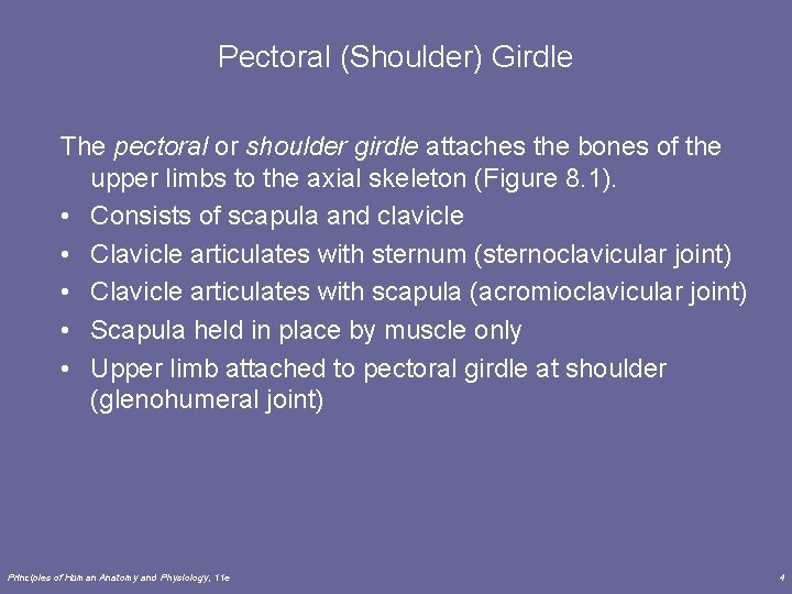 Pectoral (Shoulder) Girdle The pectoral or shoulder girdle attaches the bones of the upper