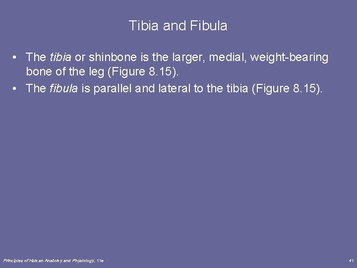 Tibia and Fibula • The tibia or shinbone is the larger, medial, weight-bearing bone