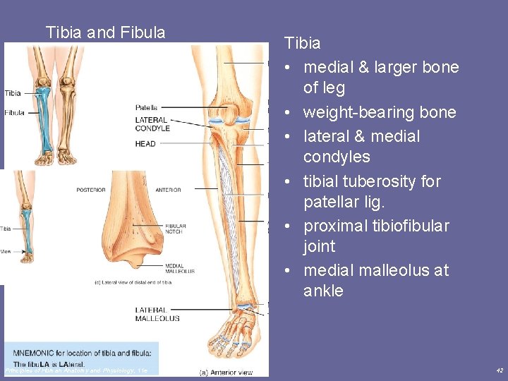 Tibia and Fibula Principles of Human Anatomy and Physiology, 11 e Tibia • medial