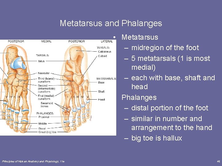 Metatarsus and Phalanges • Metatarsus – midregion of the foot – 5 metatarsals (1