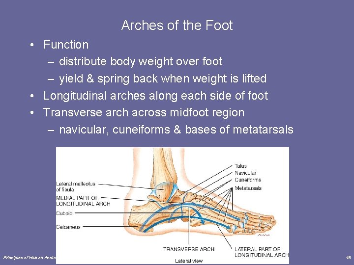 Arches of the Foot • Function – distribute body weight over foot – yield