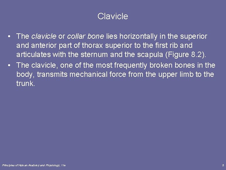 Clavicle • The clavicle or collar bone lies horizontally in the superior and anterior