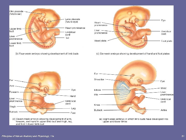 Principles of Human Anatomy and Physiology, 11 e 51 