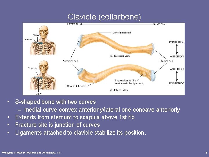 Clavicle (collarbone) • S-shaped bone with two curves – medial curve convex anteriorly/lateral one