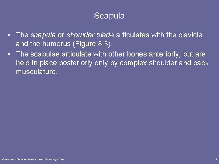 Scapula • The scapula or shoulder blade articulates with the clavicle and the humerus