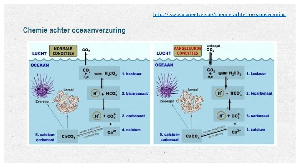 http: //www. planeetzee. be/chemie-achter-oceaanverzuring 12 