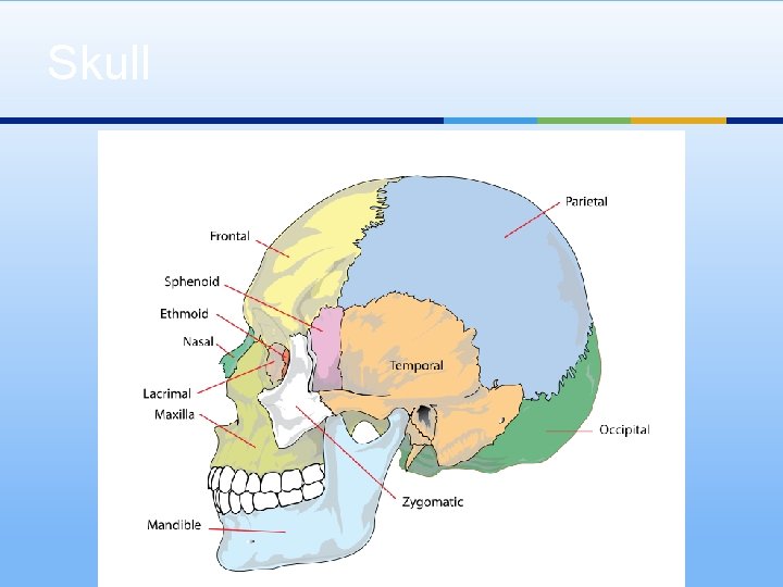 Skull 