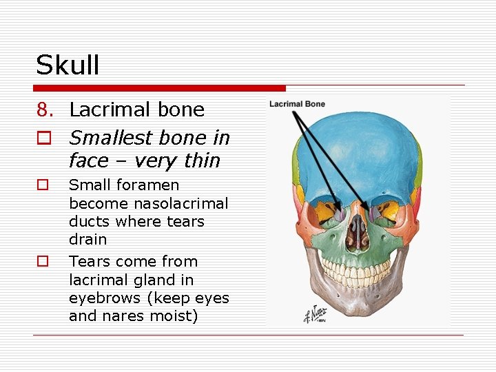 Skull 8. Lacrimal bone o Smallest bone in face – very thin o o