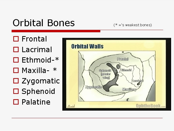 Orbital Bones o o o o Frontal Lacrimal Ethmoid-* Maxilla- * Zygomatic Sphenoid Palatine