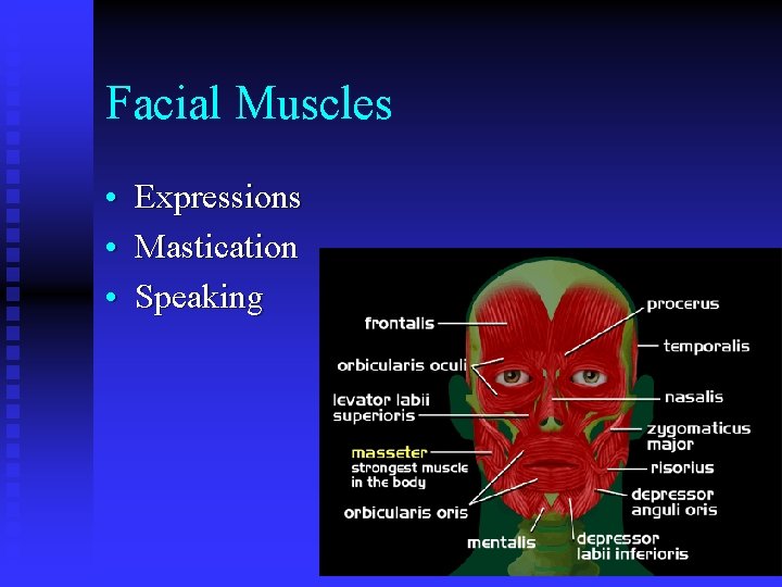 Facial Muscles • Expressions • Mastication • Speaking 