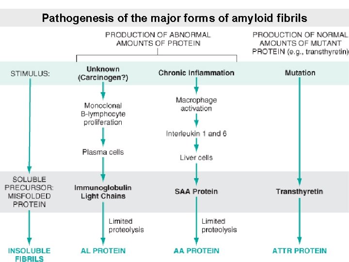 Pathogenesis of the major forms of amyloid fibrils 
