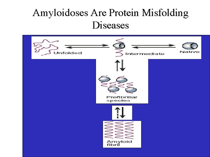 Amyloidoses Are Protein Misfolding Diseases 