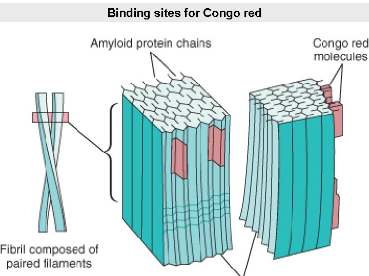 Binding sites for Congo red 