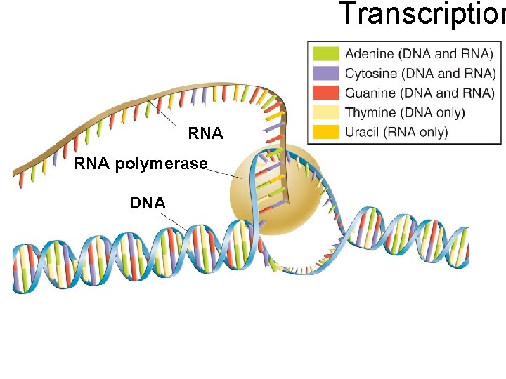 Transcription RNA polymerase DNA 